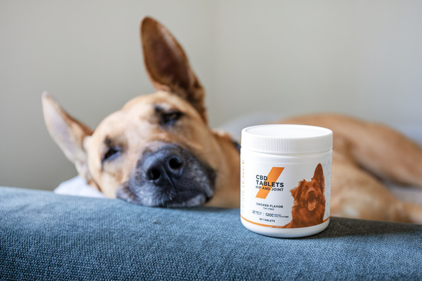 Guida alla cura dei cani affetti da leishmaniosi