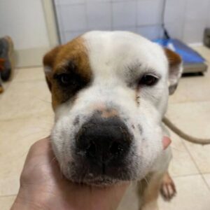 ABALYN (LEISHMANIA CENTER)
