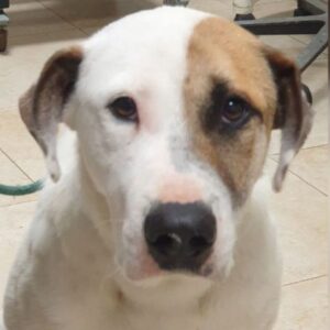 ARGON (LEISHMANIA CENTER)