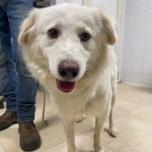 AUGUSTER (LEISHMANIA CENTER)