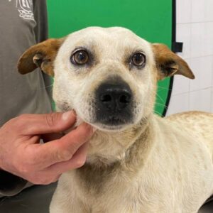 AUREUS (LEISHMANIA CENTER)