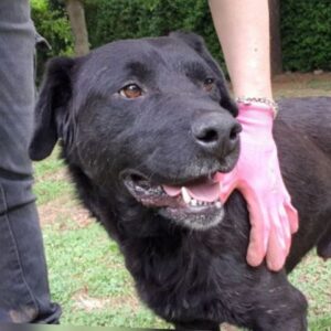 BARKCLAY (LEISHMANIA CENTER)
