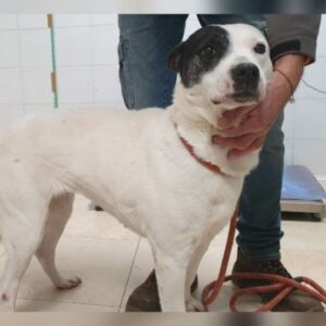 CAMELLIA (LEISHMANIA CENTER)
