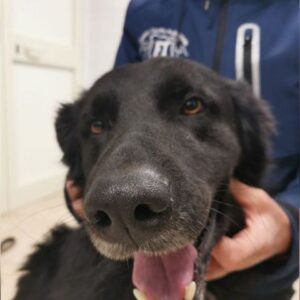 CANZIANO (LEISHMANIA CENTER)