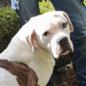 CHOPPER (LEISHMANIA CENTER)