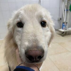 DAMISH (LEISHMANIA CENTER)