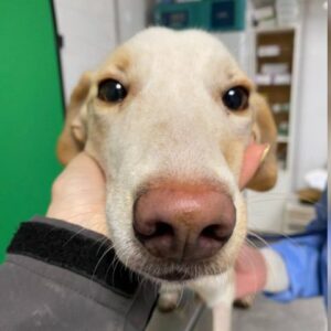 DARCYLINE (LEISHMANIA CENTER)