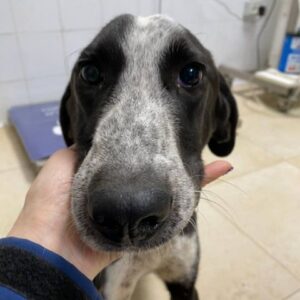 DENIS (LEISHMANIA CENTER)