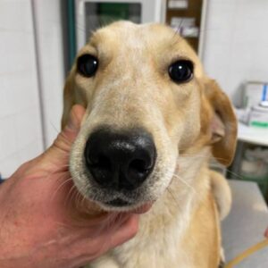 DENISSE (LEISHMANIA CENTER)