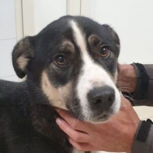 DURANGO (LEISHMANIA CENTER)