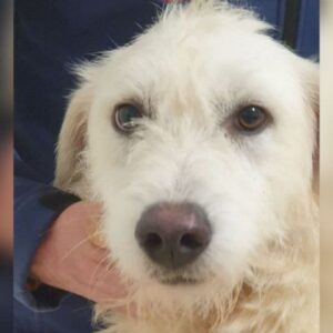 GATSBY (LEISHMANIA CENTER)