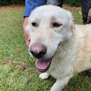 PENNY (LEISHMANIA CENTER)