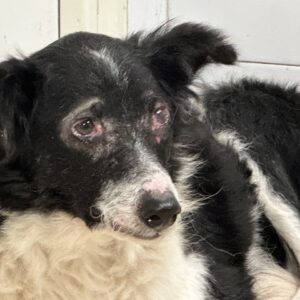 JADELLA (LEISHMANIA CENTER)