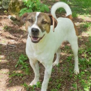 LAQUIS (LEISHMANIA CENTER)