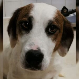 MALLWEN (LEISHMANIA CENTER)