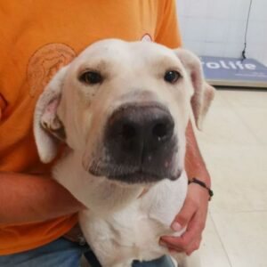 MURILLO (LEISHMANIA CENTER)