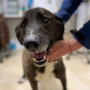 NELLA (LEISHMANIA CENTER)