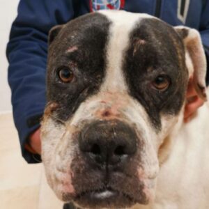 NEWTON (LEISHMANIA CENTER)