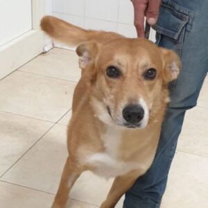 OLIVIA (LEISHMANIA CENTER)