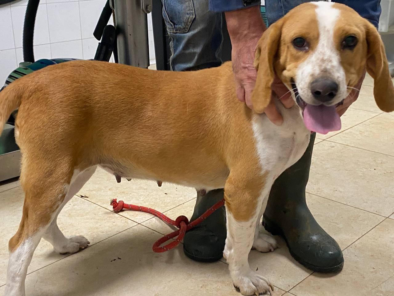 Cane dopo la terapia per la leishmaniosi