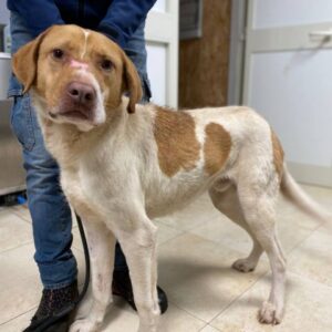 JAMISON (LEISHMANIA CENTER)