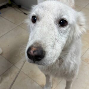 FARNYX (LEISHMANIA CENTER)