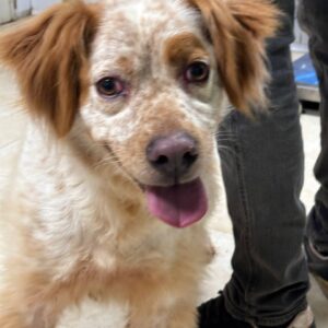 JERRY (LEISHMANIA CENTER)