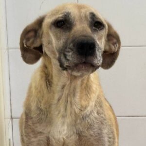 GIADA (LEISHMANIA CENTER)
