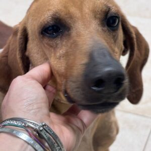 GALVION (LEISHMANIA CENTER)