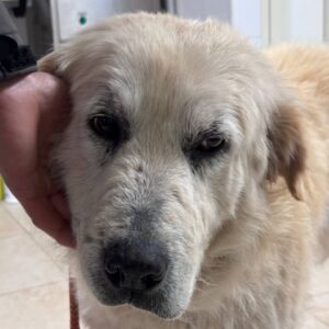CROXAN (LEISHMANIA CENTER)